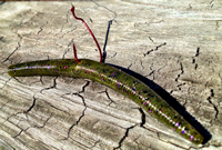 image of Yum Dinger worm rigged wacky style